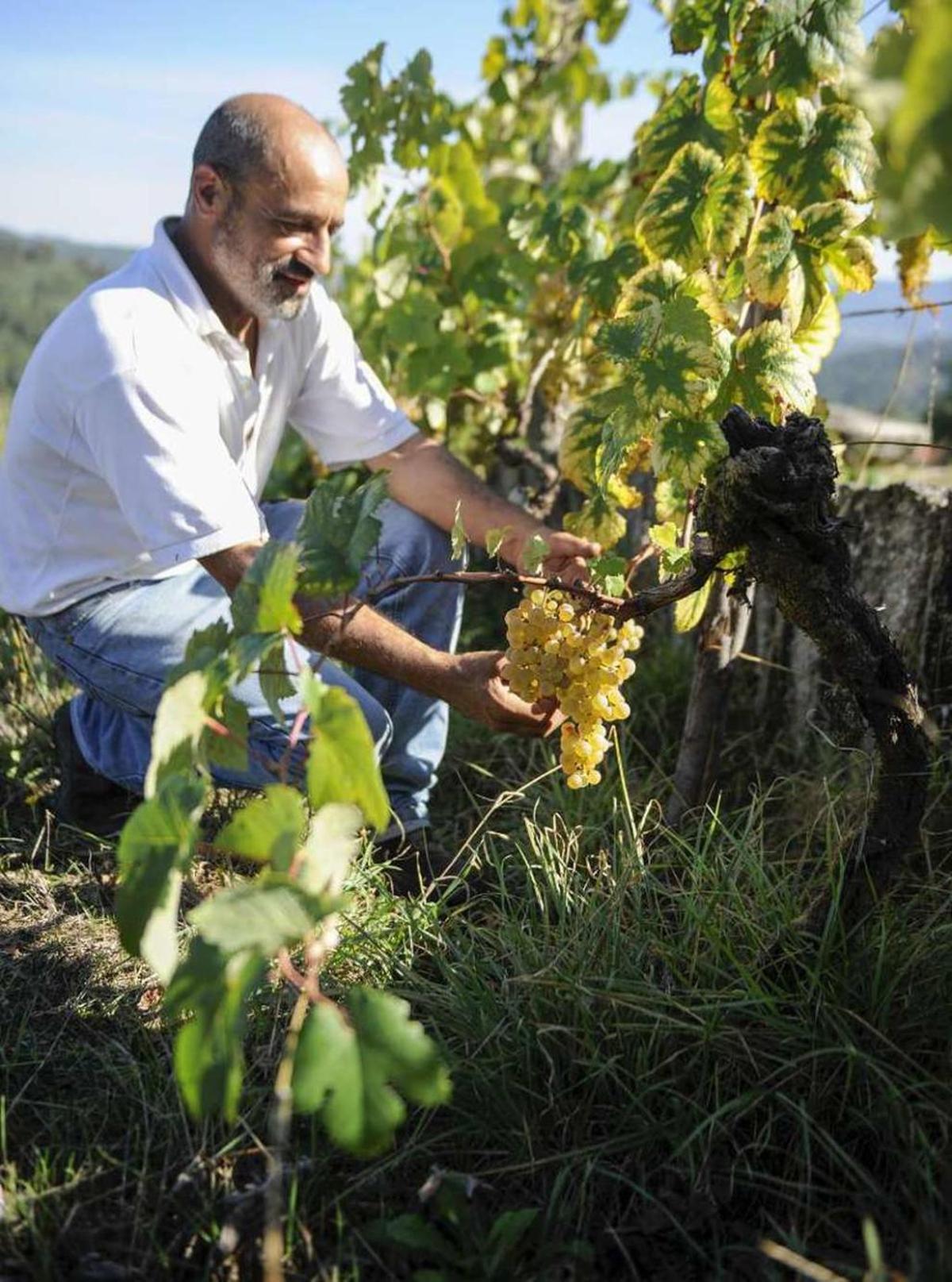 Lorenzo muestra las uvas de Palomino para vinagre. // B. Lorenzo