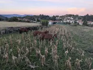 Caballo sueltos causan daños en cultivos de Chandebrito