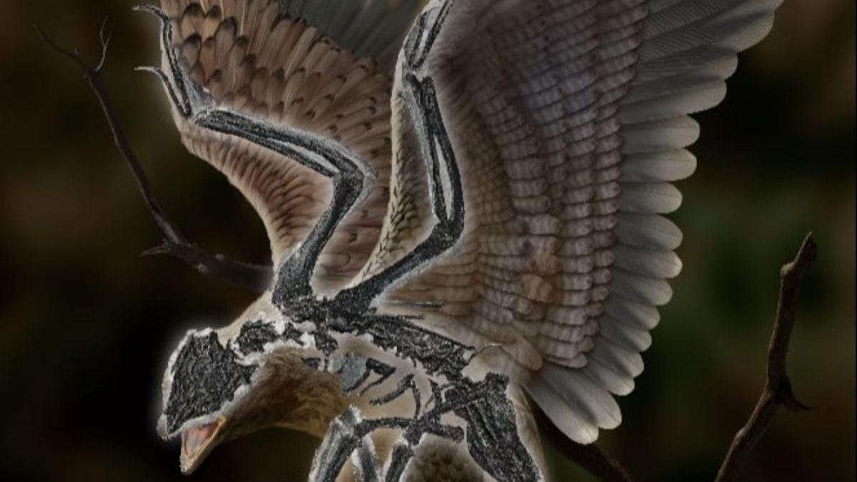 Reconstrucción del ave Cratonavis zhui de 120 millones de años de antigüedad, tal como se vería en vida.
