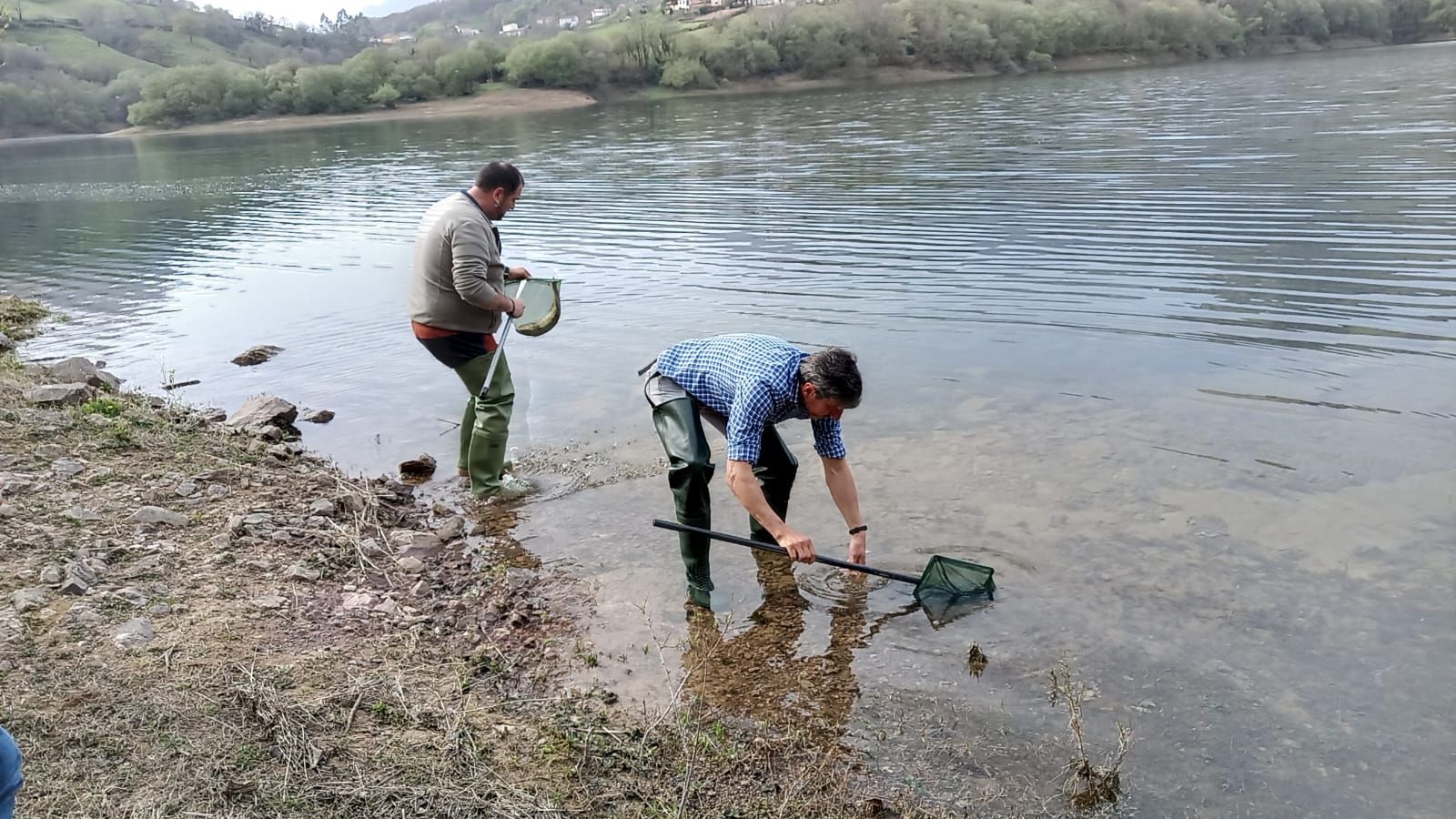 Repoblaci�n del embalse de los Alfilorios con Truchas de Pravia.jpg