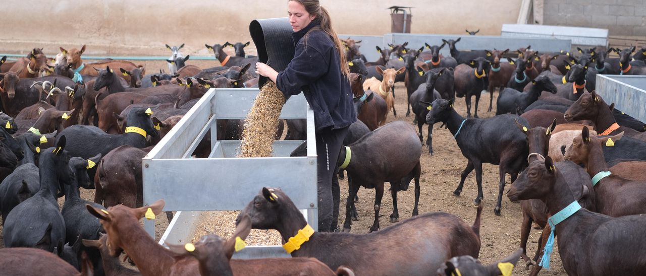 María Tornero alimentando a sus cabras en la explotación que tiene en Elda