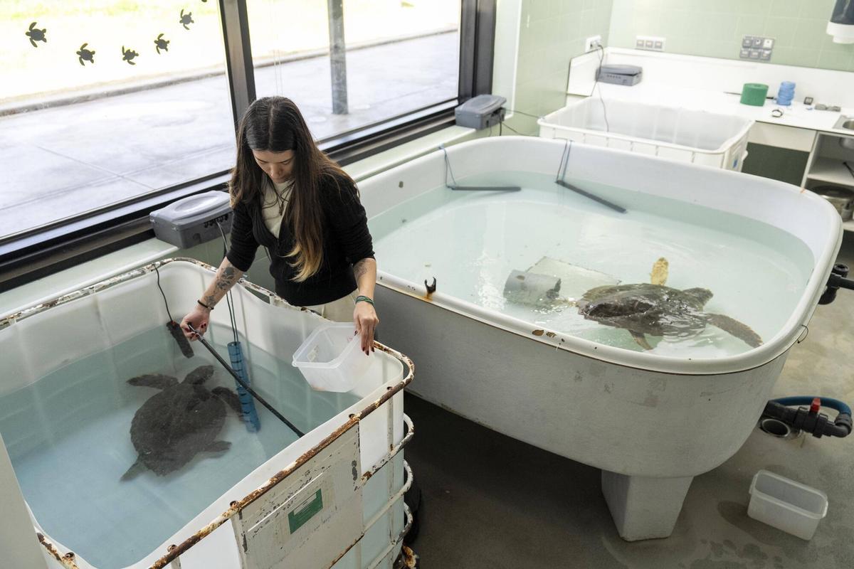 El Prat de Lloregat 14/02/2025 Instalaciones del CRAM , centre de recuperació d’animals marins en El Prat, principalmente tortugas En la foto, los veterinarios alimentan a las tortugas que reciben tratamiento en la UCI Fotografía de Ferran Nadeu