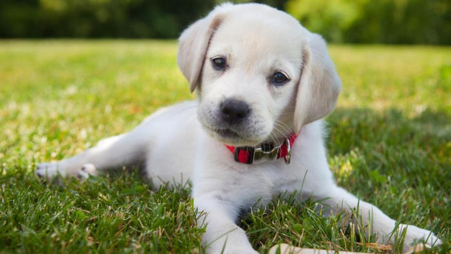 Cómo cuidar a un cachorro recién llegado a casa