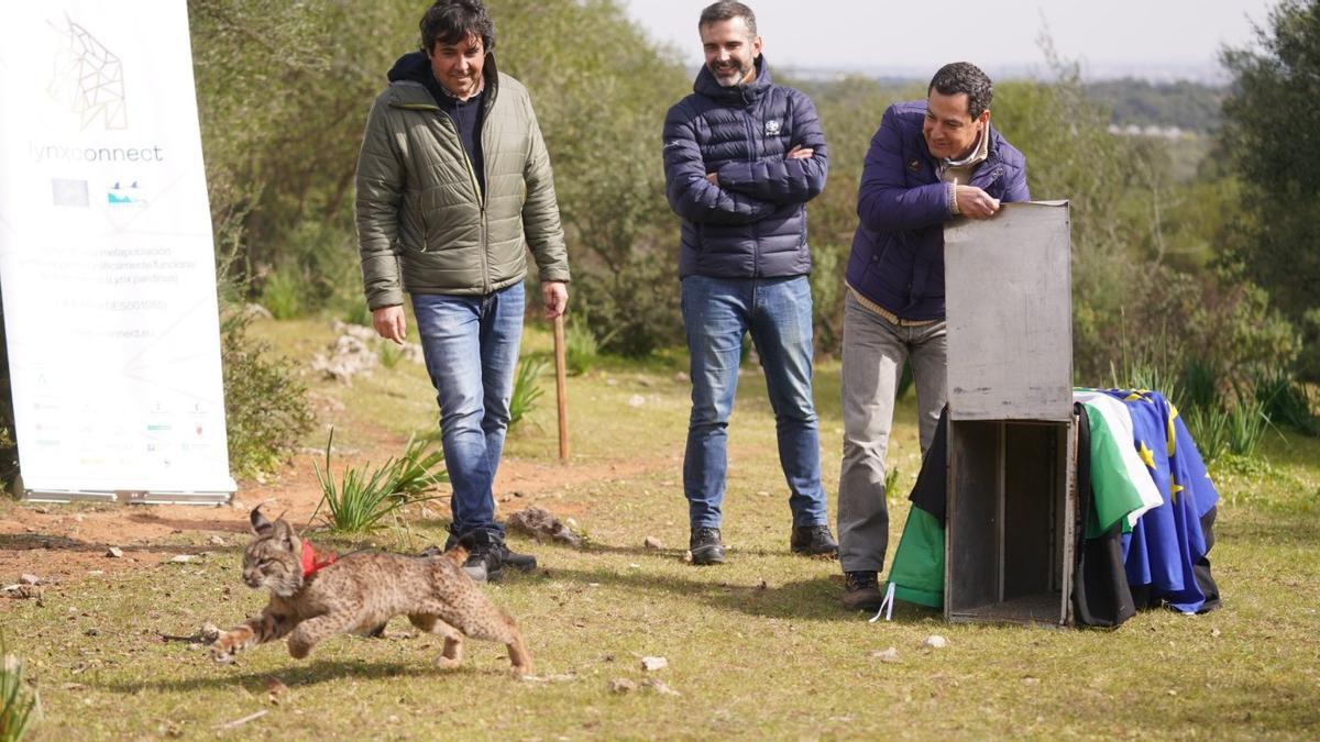 Juanma Moreno, en la suelta del lince ibérico, en Almodóvar del Río.