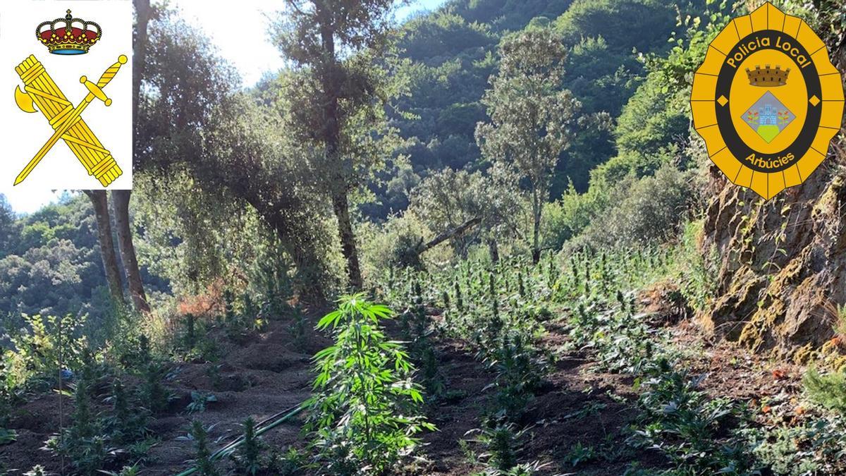 Cinc detinguts a Arbúcies per dos cultius de marihuana d'unes 11.000 plantes al Parc Natural del Montseny