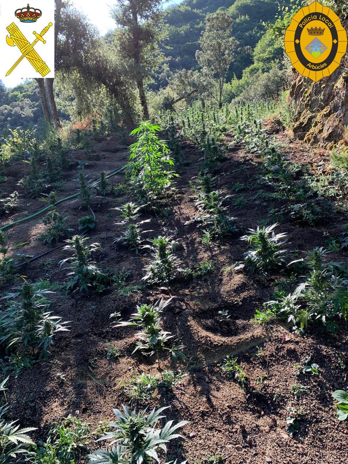 Una de les plantacions de marihuana Una de les plantacions de marihuana