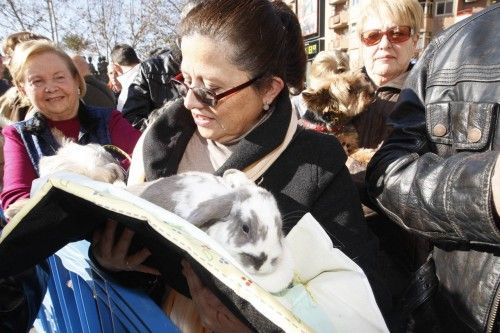 Bendición de animales en Murcia por San Antón