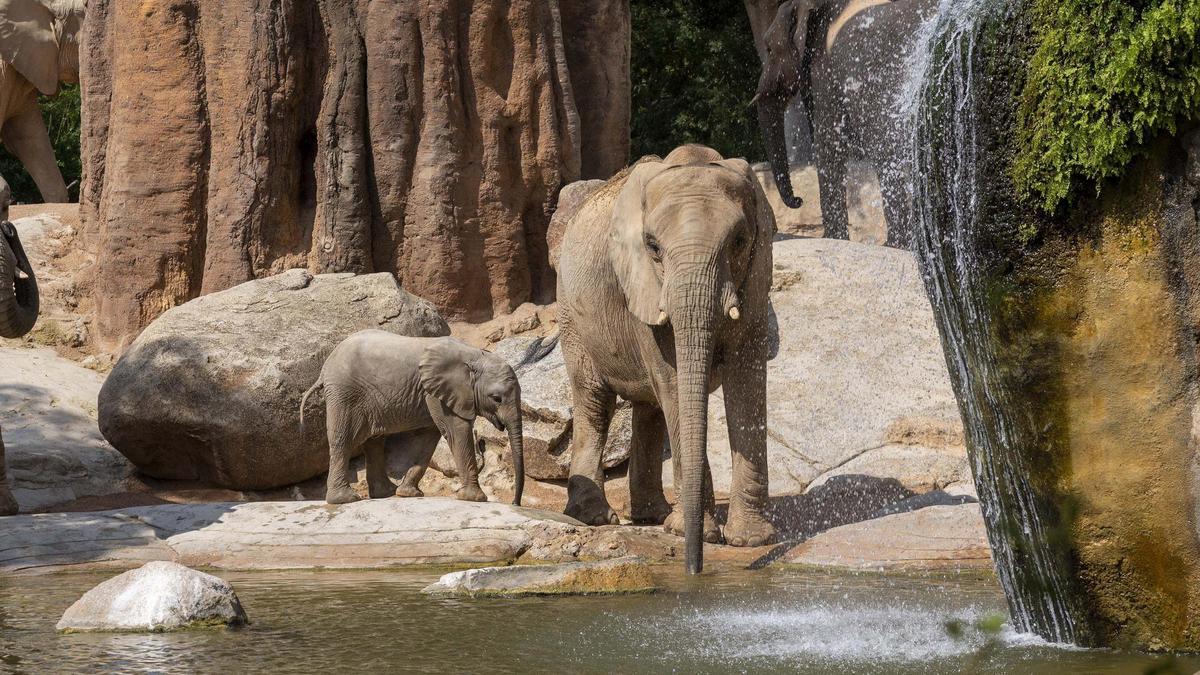 Bioparc Valencia destina gran parte de su trabajo a la preservación activa de la biodiversidad.
