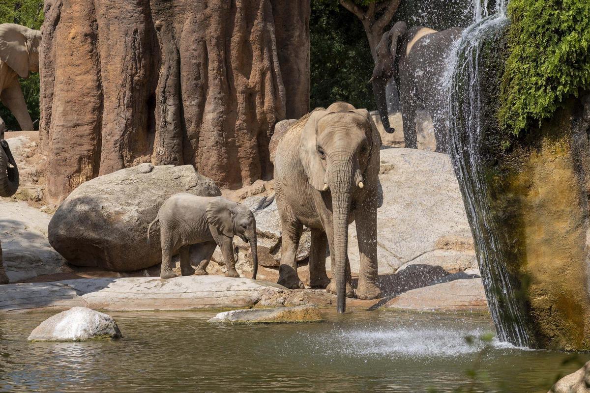 Bioparc Valencia destina gran parte de su trabajo a la preservación activa de la biodiversidad.