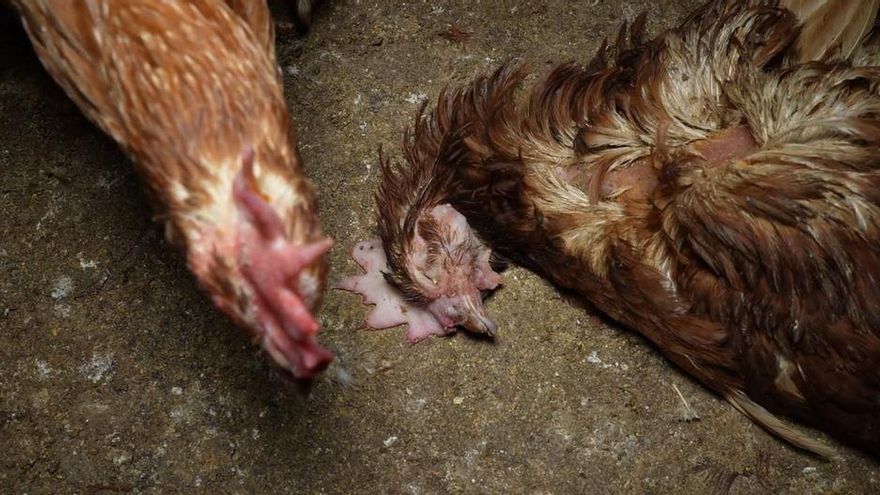 Inspektion auf Mallorcas größter Hühnerfarm – schwere Vorwürfe von Tierschützern