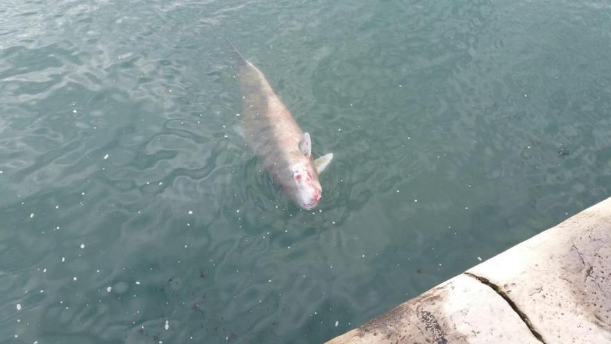 El ejemplar aparecido en Gijón