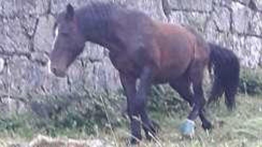 Caballo con cepo en Covelo.