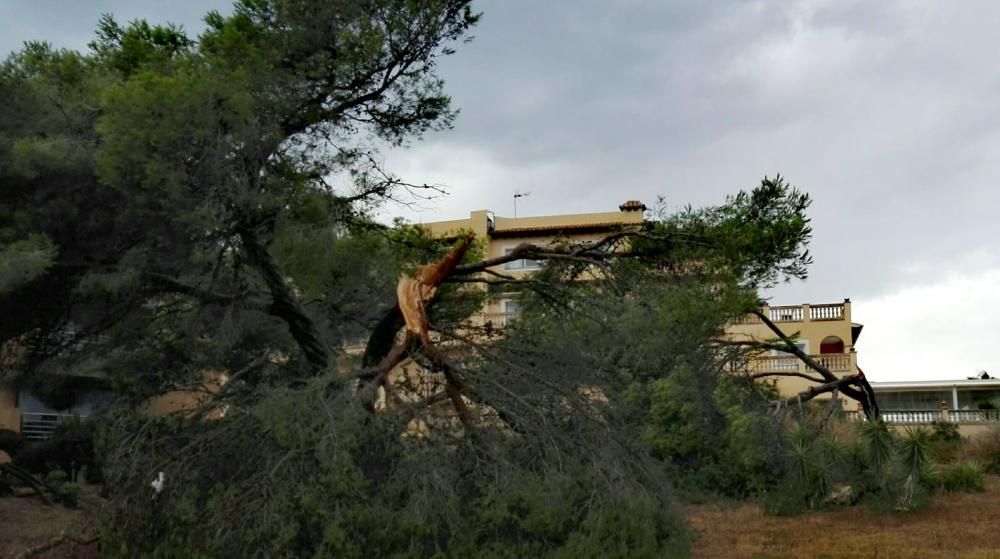 Überschwemmungen und umgestürzte Bäume auf Mallorca.