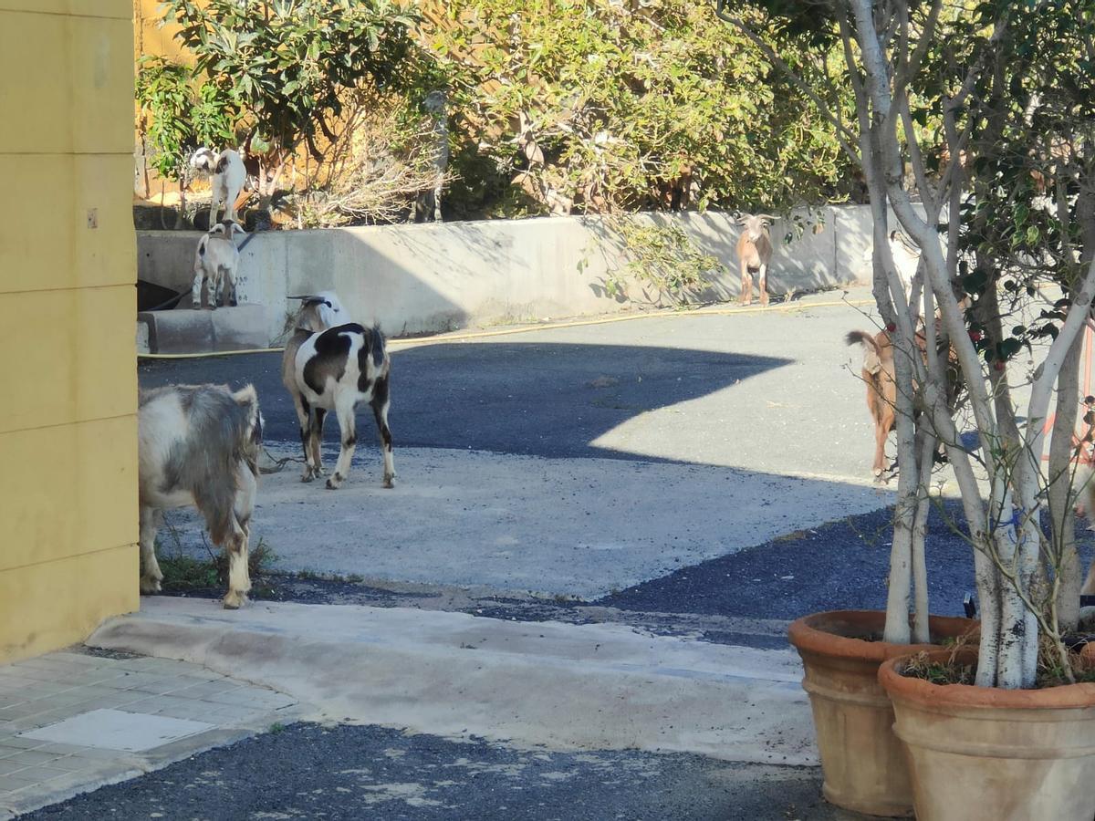 Un conjunto de cabras se incorporan a la cancha de fútbol de El Goro