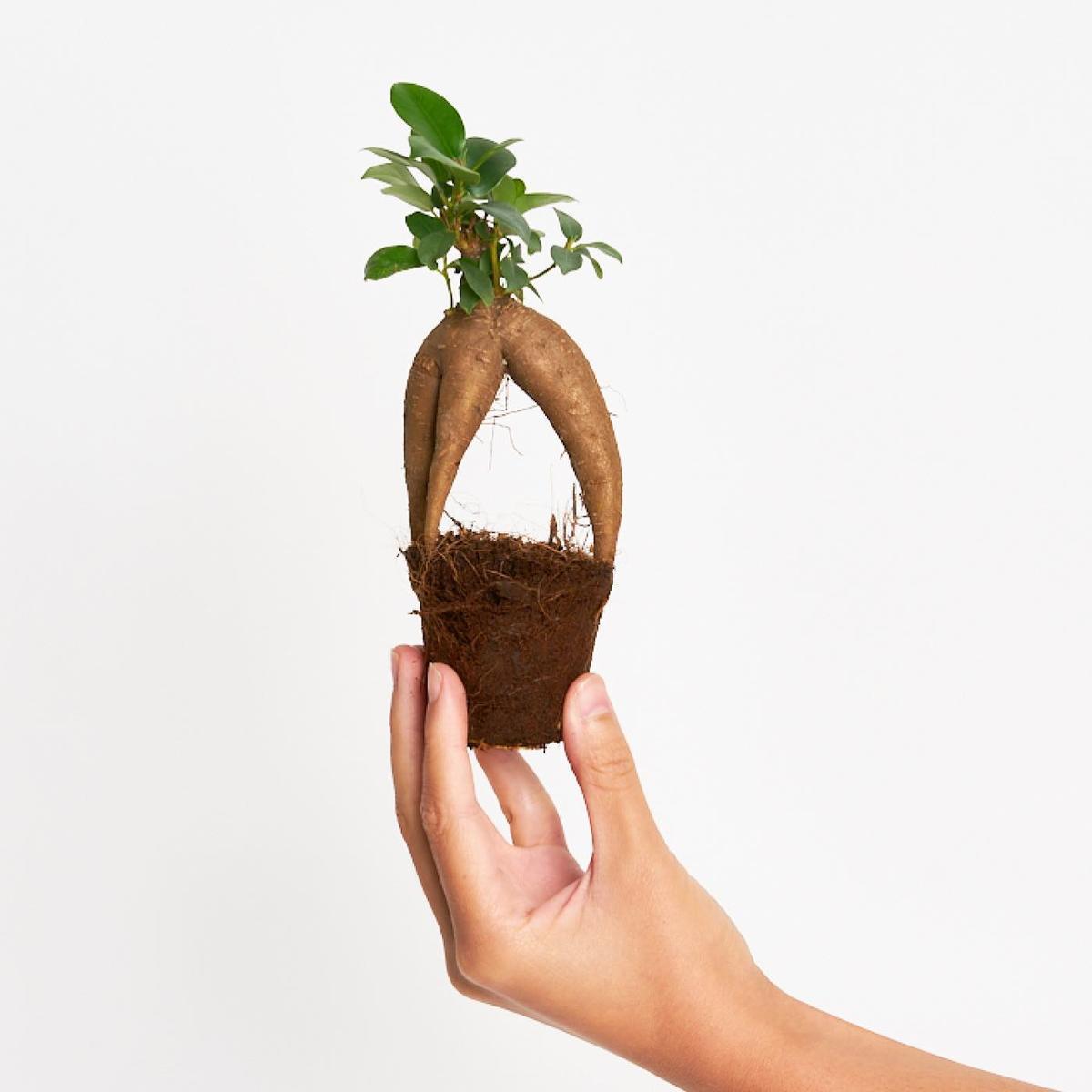Com lligar en l’era TikTok: converteix-te en un ‘sex symbol’ amb plantes Com lligar en l’era TikTok: converteix-te en un ‘sex symbol’ amb plantes