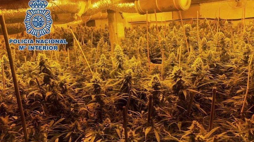 Desmantelan una plantación de marihuana en una parcela de El Higuerón