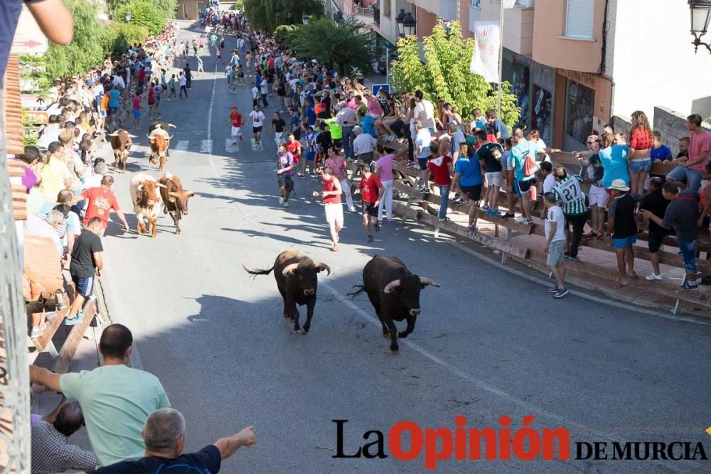 Suelta de toros en Moratalla