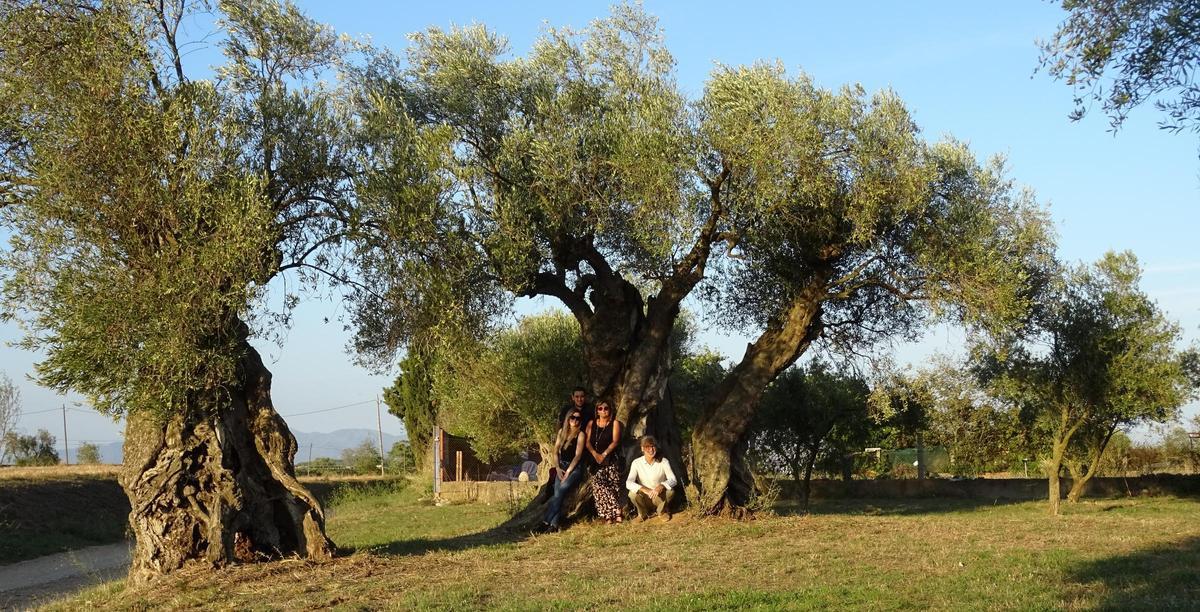 Oliveres literàries, a la posta de sol.