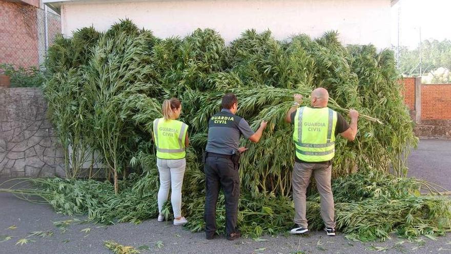 Plantas incautadas por los agentes de la Guardia Civil en Portas. // Comandancia de la Guardia Civil