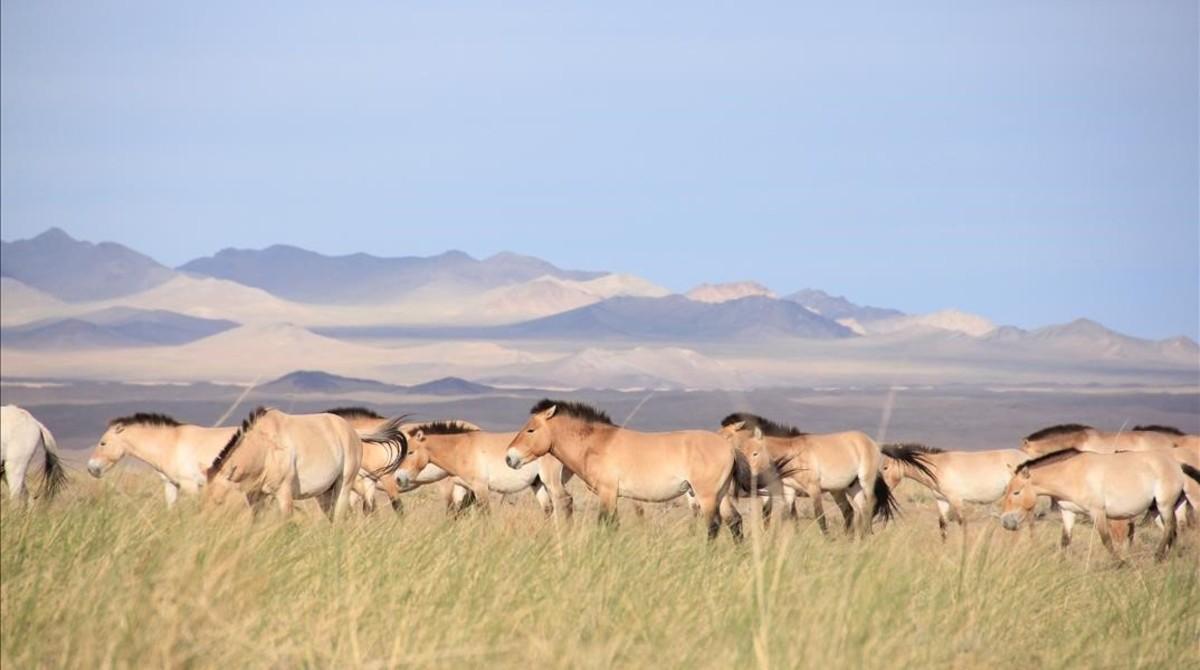 zentauroepp38303826 caballo salvaje de przewalski en la reserva de reintroduccio170507144747