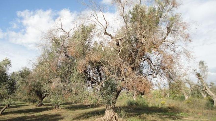 Olivos afectados por la Xylela fastidiosa en Italia.