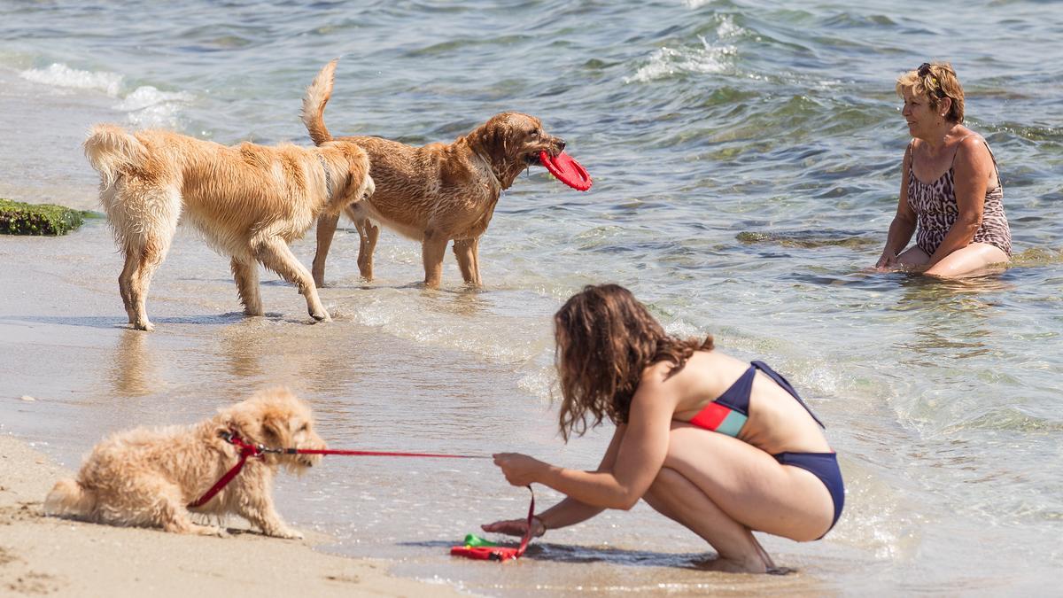 Perros y personas disfrutan de la playa canina de Agua Amarga, mientras tenía servicios