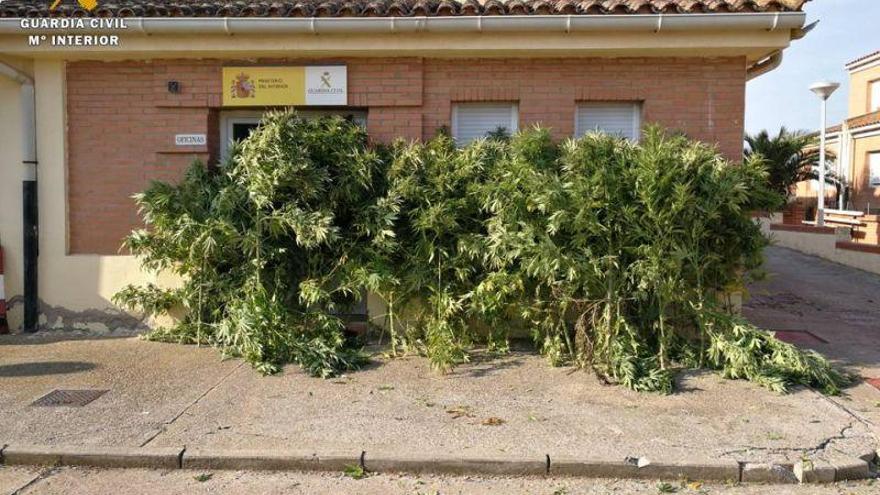 Localizadas 27 plantas de marihuana en un maizal de Fréscano