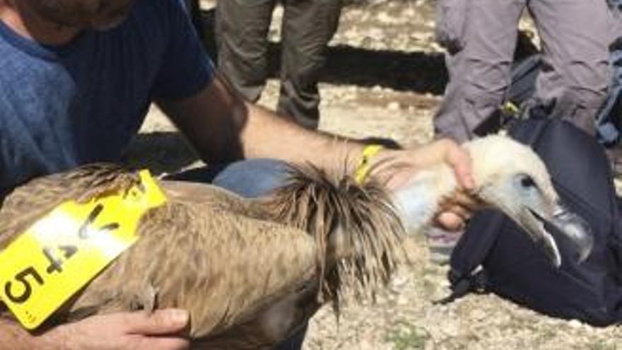 La Universidad de Elche lidera un estudio sobre la importancia de los carroñeros