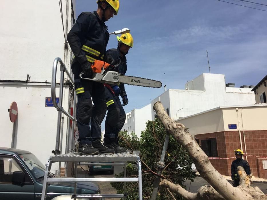 Caída de un árbol en Arrecife