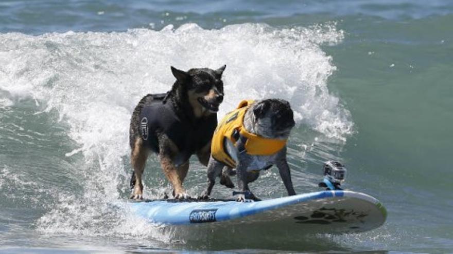 Concurso de surf... para perros en Estados Unidos