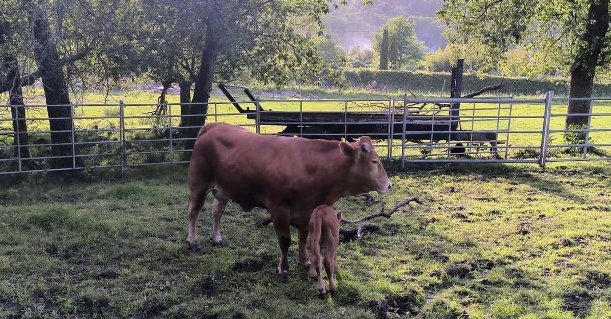 Una Rubia Gallega con su ternero en Ganadería Os Bravos