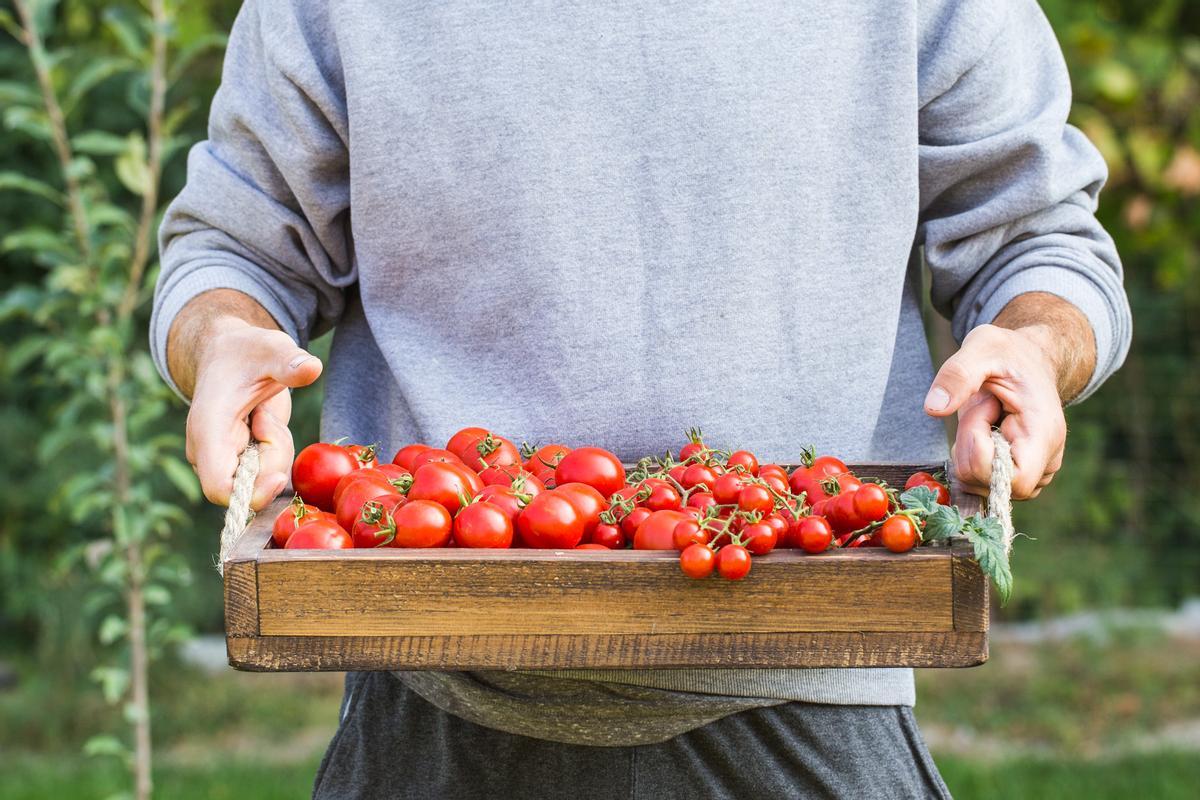 Los agricultores deben controlar el estrés hídrico para proteger la calidad de su cosecha.