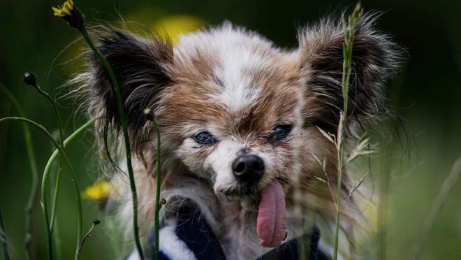 El perro considerado el más viejo del mundo muere a los 30 años
