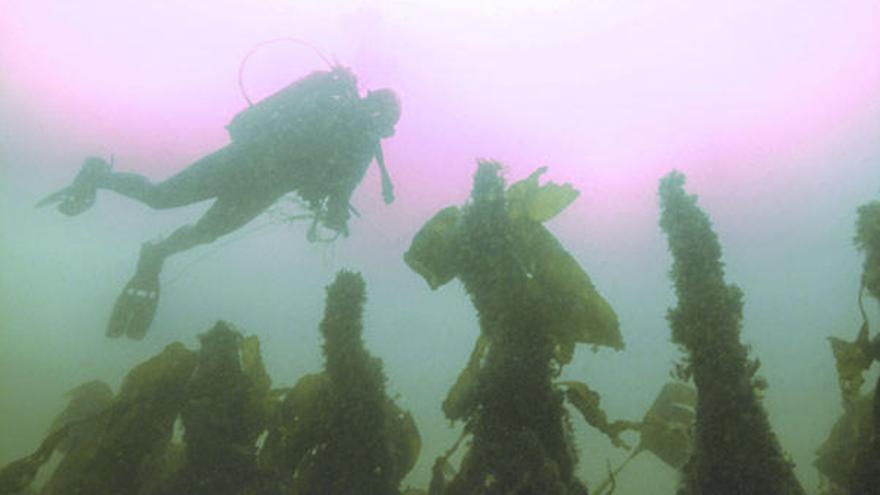 Imagen submarina de los restos de un barco que podrían pertenecer al &quot;Southern Cross&quot;.