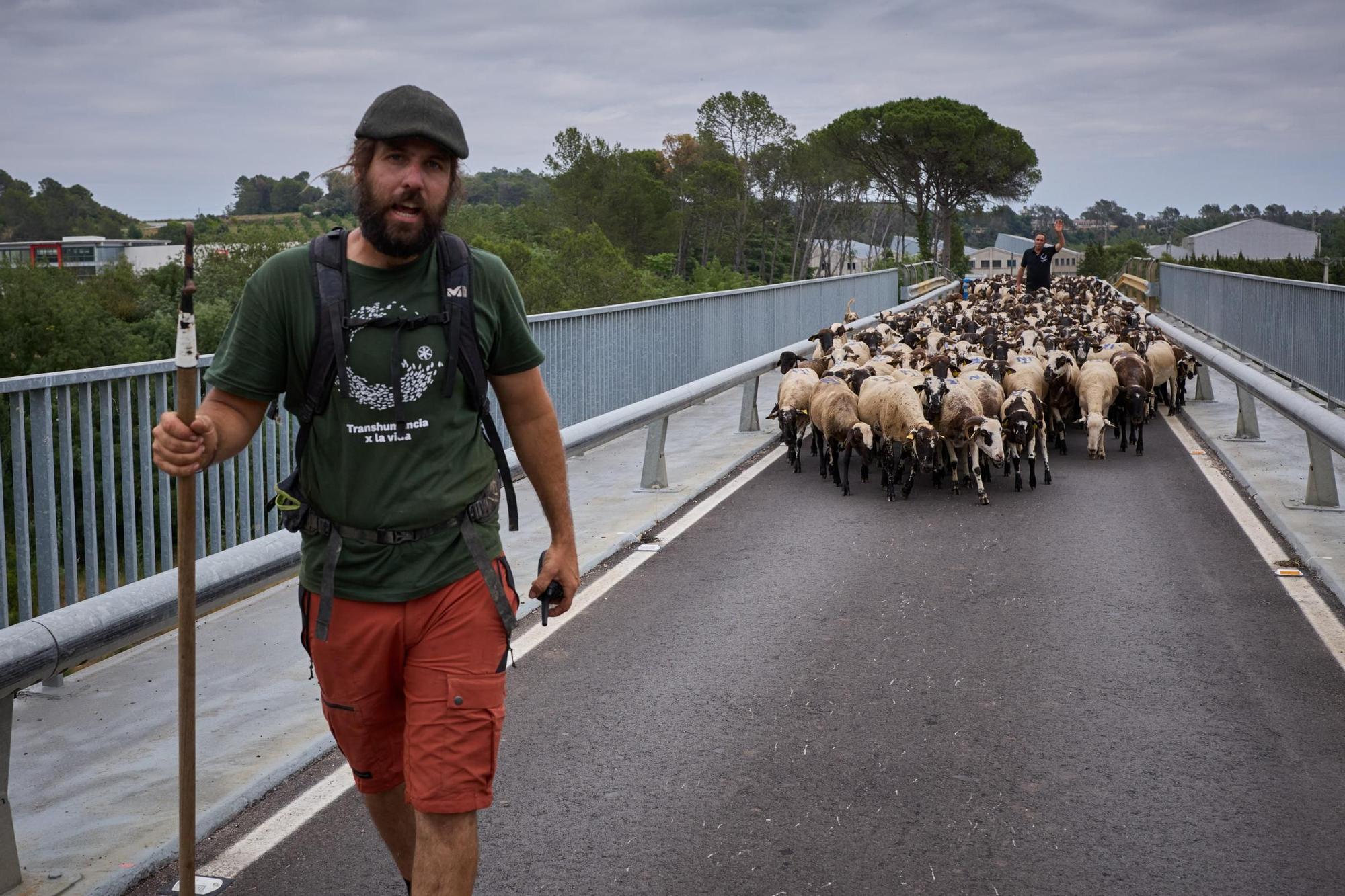 Les fotos de la transhumància del ramat d'ovelles d'Arnau Rubio a Crespià