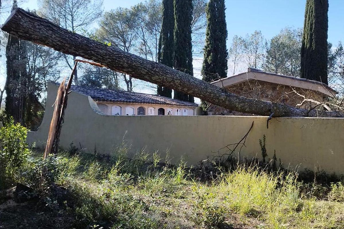 Un arbre caigut sobre el cementiri.