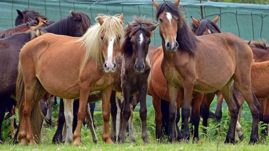 Caballos en el cierre de O Castelo. | Bernabé/Javier Lalín