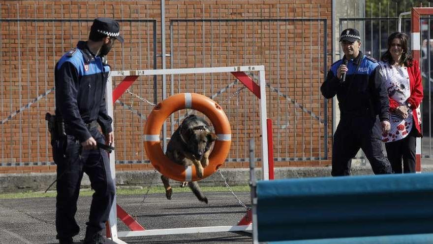Los agentes caninos se la juegan en el patio