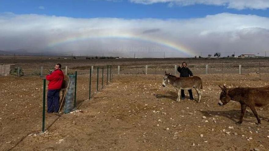 Un refugio en Canarias busca voluntarios para cuidar a más de 200 animales rescatados: ofrece alojamiento y comida gratis