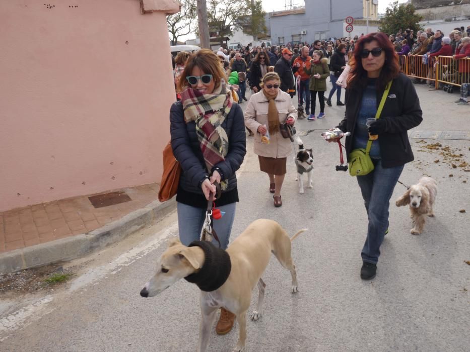 Fiesta de Sant Antoni Abad de Vera