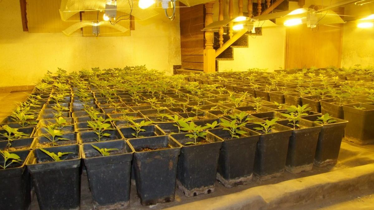Plantación de marihuana en Alcover