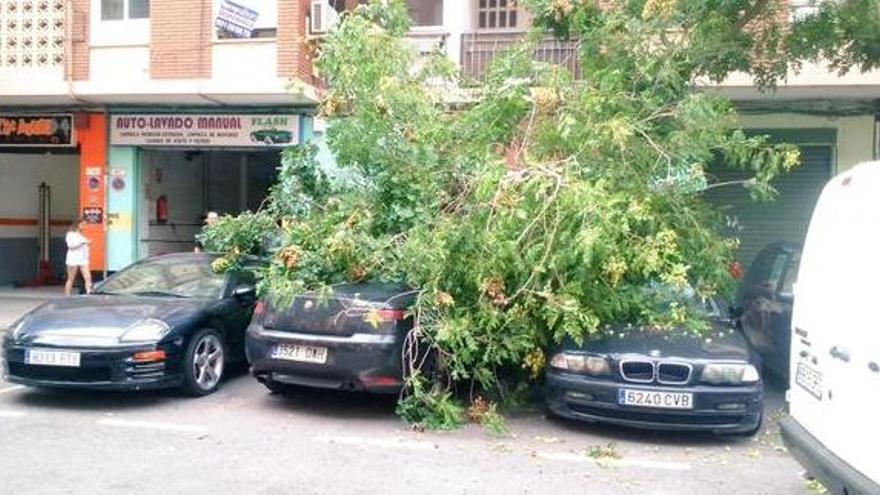 Árboles caídos en la calle Crevillente en Valencia.