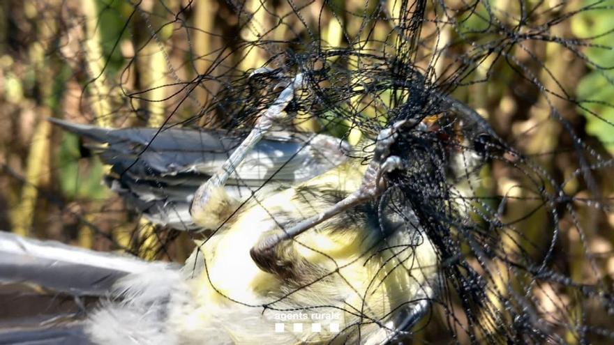 Enxampats capturant ocells fringíl·lids amb xarxa japonesa a Sant Jordi Desvalls