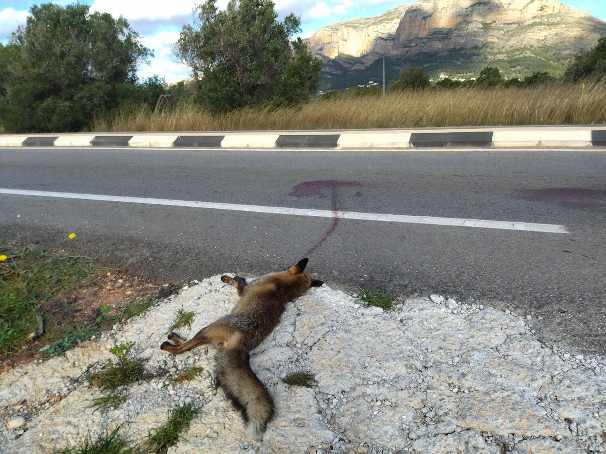 El animal muerto y, al fondo, el Montgó