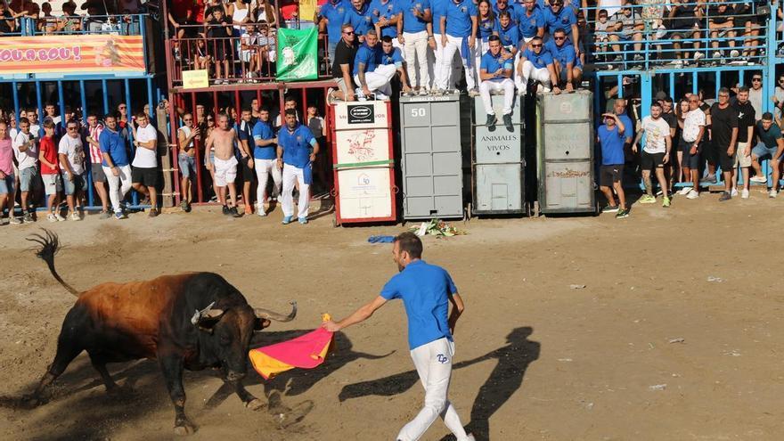 Burriana schmückt sich mit Geschichte für die 50 Jahre der Comisión del Bou: eine Skulptur und der imposante Stier 'Tutor' von Garcigrande