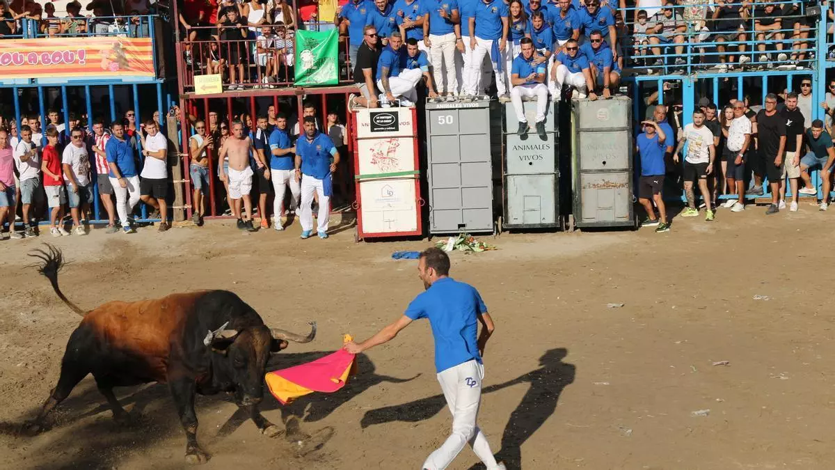 Burriana viste de historia los 50 años de la Comissió del Bou: una escultura y el imponente toro ‘Tutor’, de Garcigrande