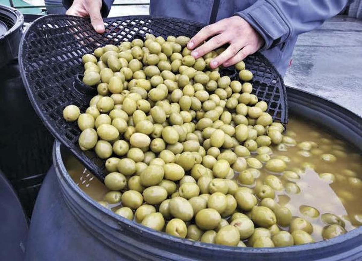 Gran parte de la aceituna de mesa que se produce en la provincia de Córdoba se destina a exportación.