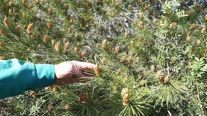 El polen de los pinos que extraña a Elche