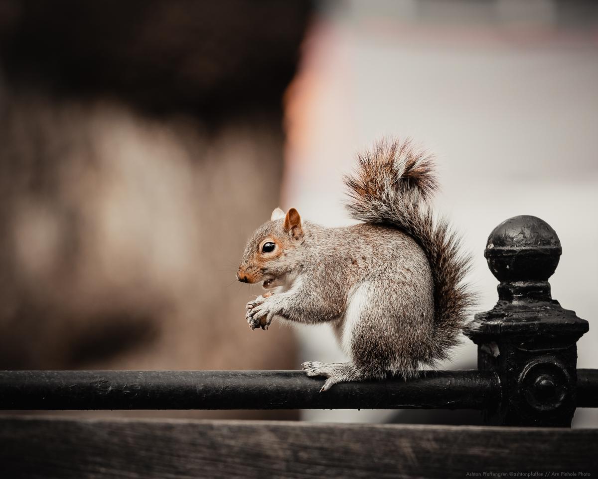 Una ardilla gris.