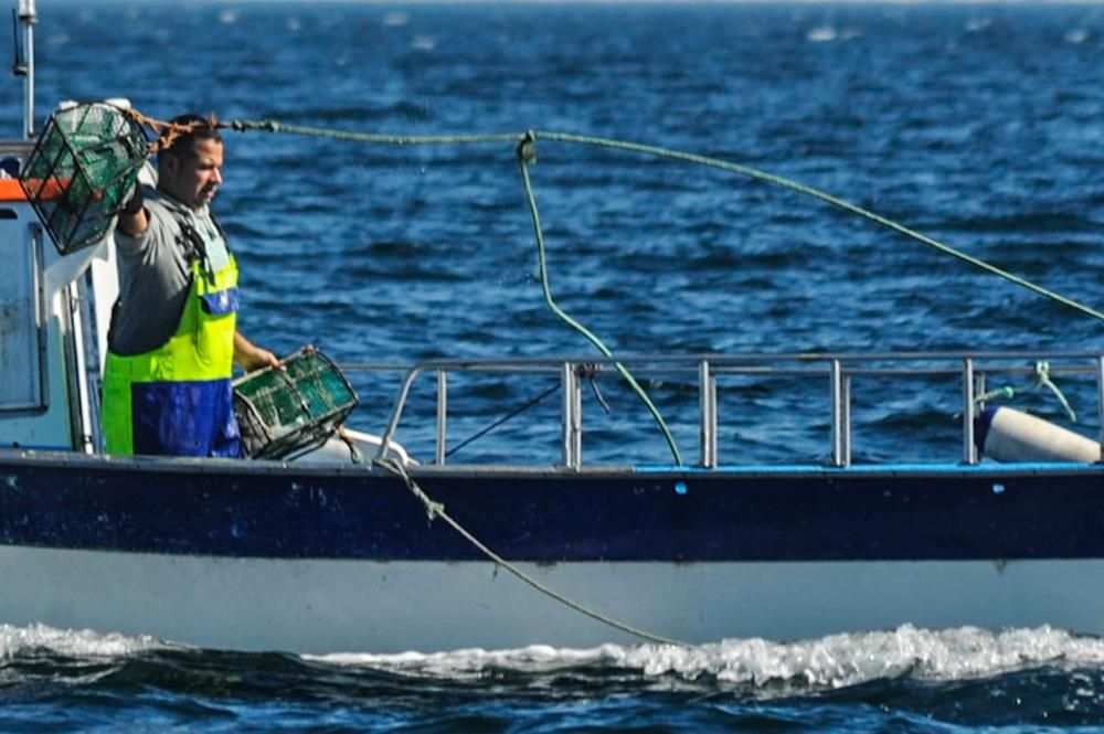 El pulpo, esquivo en Arousa